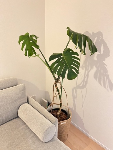 モンステラ　観葉植物\n