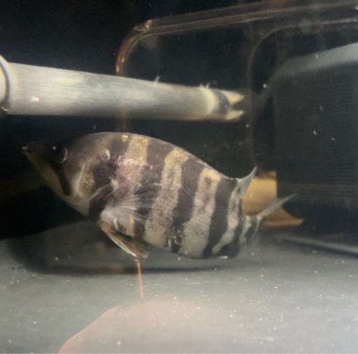 メニーバータイガー　ダトニオ