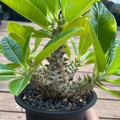 パキポディウム ウィンゾリー