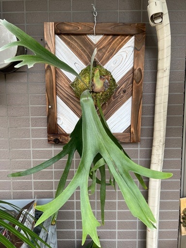 ビカクシダ　アルシコルネ　大株