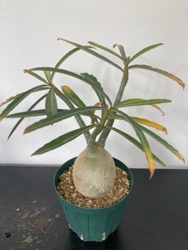 アデニウム ソマレンセ 観葉植物 塊根植物 ビザールプランツ 生活雑貨