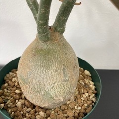 アデニウム　ソマレンセ　観葉植物　塊根植物　ビザールプランツ　生...