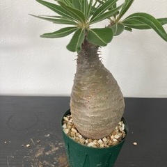 パキポディウム　グラキリス　発根済み　観葉植物　塊根植物　ビザールプランツ　生活雑貨 家庭用品 ガーデニング