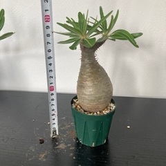 パキポディウム　グラキリス　発根済み　観葉植物　塊根植物　ビザールプランツ　生活雑貨 家庭用品 ガーデニング