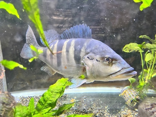 キクラ　ピクティ　熱帯魚