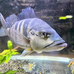 キクラ ピクティ 熱帯魚