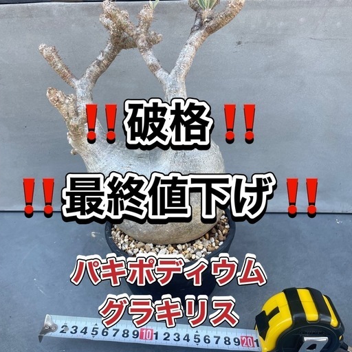 パキポディウム・グラキリス