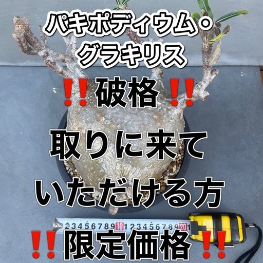 パキポディウム・グラキリス