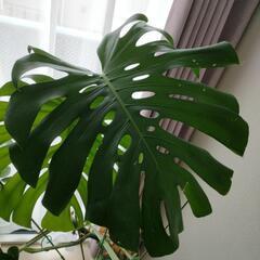 モンステラ(観葉植物)