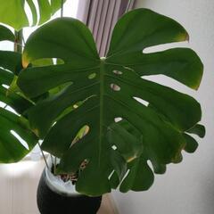 モンステラ(観葉植物)