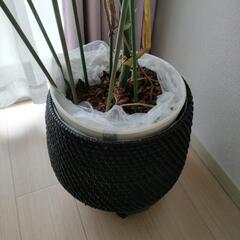 モンステラ(観葉植物)