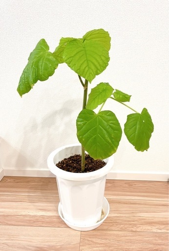 ☆鉢付き植替え不要☆大人気☆オシャレ観葉植物フィカスウンベラータ(60cm)