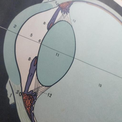 眼球断面図　アンティーク　ポスター　レア　店舗什器　レトロ
