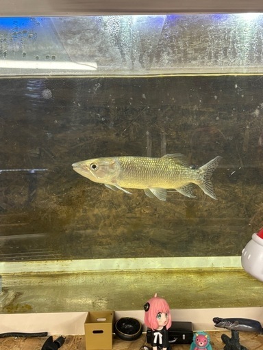 熱帯魚　アフリカンパイクカラシン
