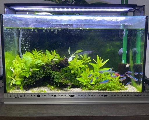 水槽40cmスリム、生体、水草、CLEAR LED POWER X4050ライトのセット