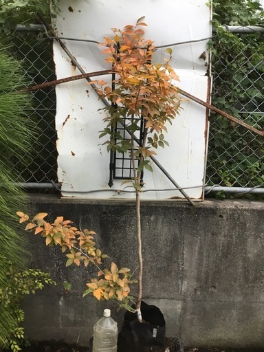 ヤマコウバシ１６０sw