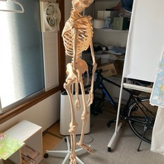 受け渡し予定者決定】骨模型のセット