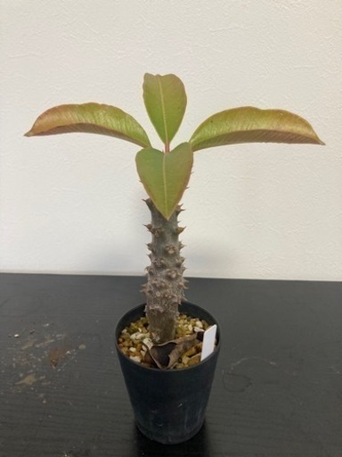 パキポディウム　バロニー　塊根植物　観葉植物　ビザールプランツ　生活雑貨 家庭用品 ガーデニング