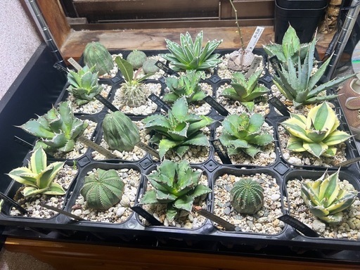 \nバラ売り‼️        引き取り限定‼️サボテン　 アガベ　　多肉植物　　植物