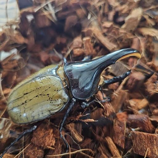 ヘラクレスオオカブト グラントシロカブト成虫  ♂set
