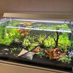 90cmガラス水槽（フレームレス） コトブキ F-900L ※引取り限定