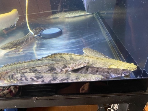ポリプ等纏めて9匹