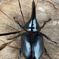 サタンオオカブト♂単101ミリ