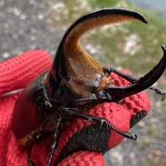 サタンオオカブト♂単101ミリ-ベアブリックシリーズ18 7体カード付き