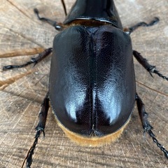 サタンオオカブト♂単101ミリ