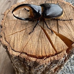 サタンオオカブト♂単101ミリ