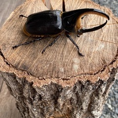 サタンオオカブト♂単101ミリ