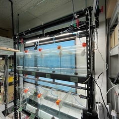 ガラス水槽×4 LED照明×3　スチールラック組　複数在庫あり　ブリーダー向け