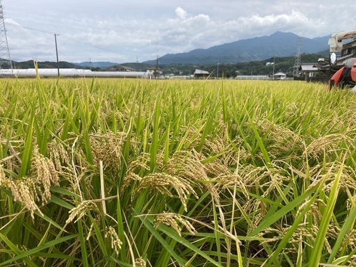 令和6年度産 コシヒカリ 30kg