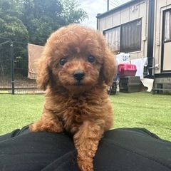 甘えん坊さんなトイプードルの男の子☀️