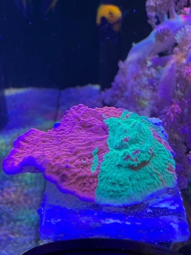 グラフテッドモンティポラ　ウスコモン　サンゴ