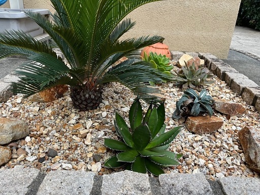 ソテツ　アガベ　多肉植物