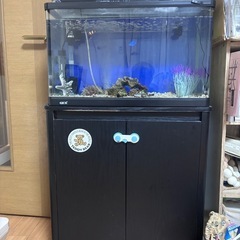 60センチ水槽セット
