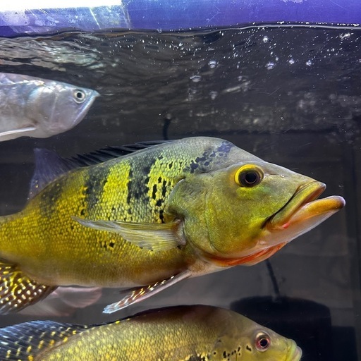 熱帯魚キクラケルベリー