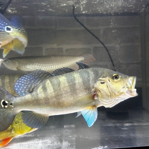 熱帯魚キクラピクティ