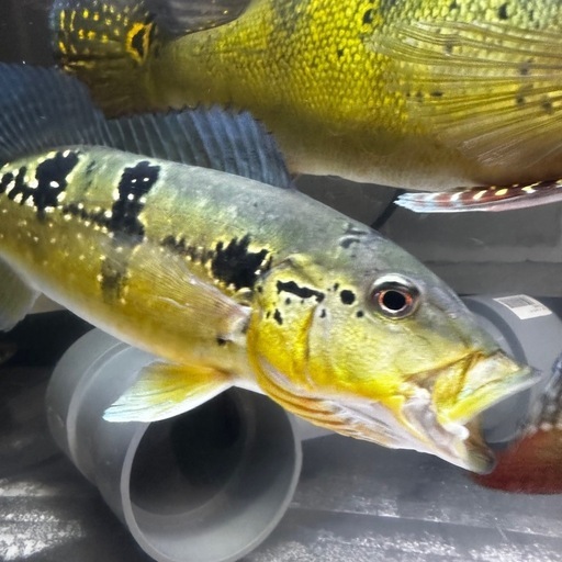 熱帯魚キクラピニマ