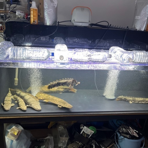 中古アクリル水槽