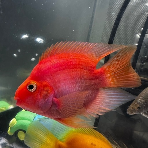 熱帯魚キングコングパロットファイヤー