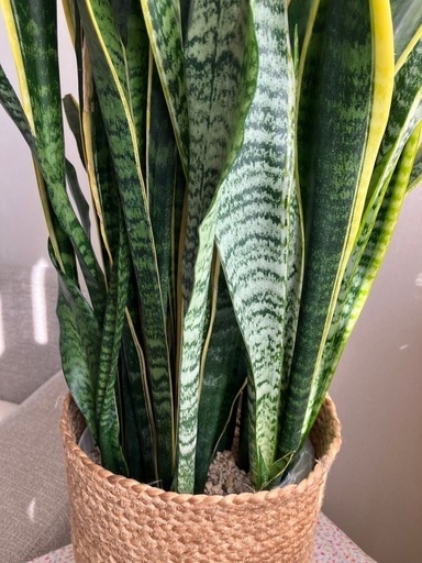 観葉植物　サンスベリア　大株　トールサイズ　天然素材(ジュート？)のカバー付