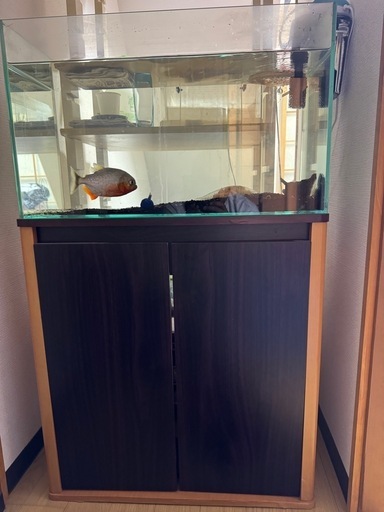 ピラニア　水槽セット