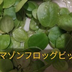 水草🌿アマンフロッグビット🌿⑩🐟めだか🐠熱帯魚🦐シュリンプ水槽に❣️