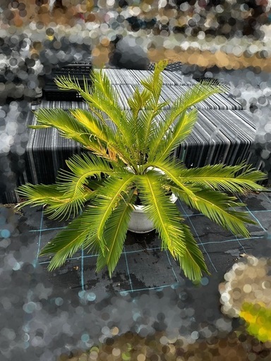 蘇轍　ソテツ 植木　庭木　木そてつ リゾート庭木