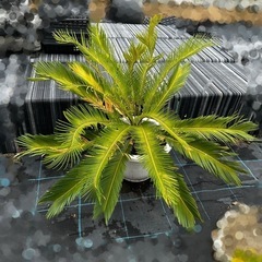 蘇轍　ソテツ 植木　庭木　木そてつ リゾート庭木