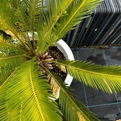 蘇轍　ソテツ 植木　庭木　木そてつ リゾート庭木