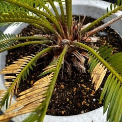 蘇轍　ソテツ 植木　庭木　木そてつ リゾート庭木