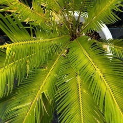 蘇轍　ソテツ 植木　庭木　木そてつ リゾート庭木